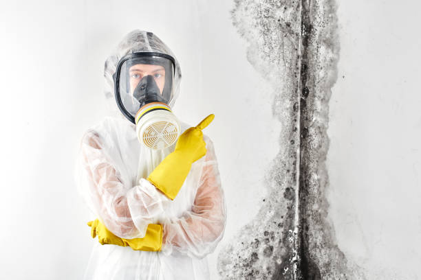 Best Attic Mold Removal  in West Simsbury, CT